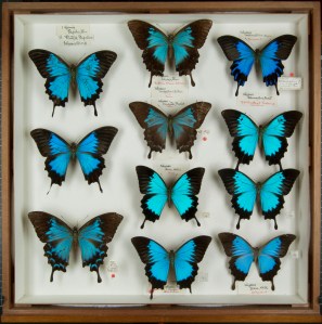 Ulysses Butterflies (Papilio Ulysses)