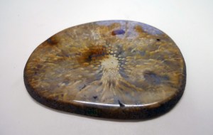 Fossil sponge preserved in chalcedony from Brighton beach (110mm across)