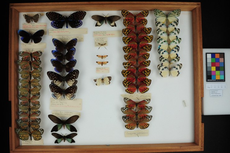 Moths in a drawer made by Brian Edmondson