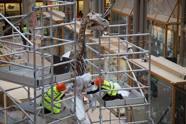 Museum staff unwrapping the Iguanodon