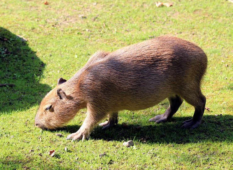 Just in case you don't know what a capybara is - here's one. It's the world's largest rodent and lives in South America.