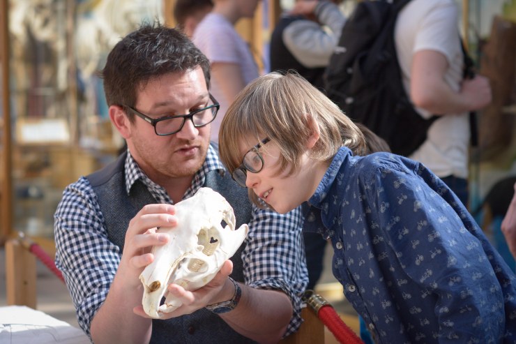 Examining the skull and explaining the capybara jaw movements.