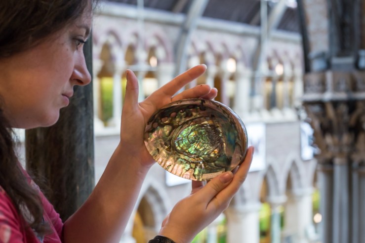 Zoë Simmons examining an abalone shell ready for the Iridescence case.