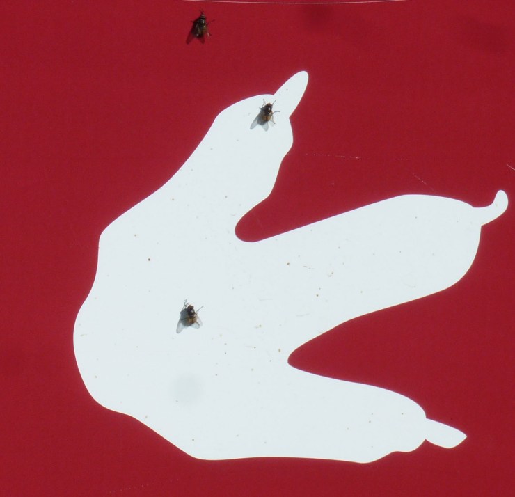 Musca autumnalis gather in the sunshine on a Museum sign