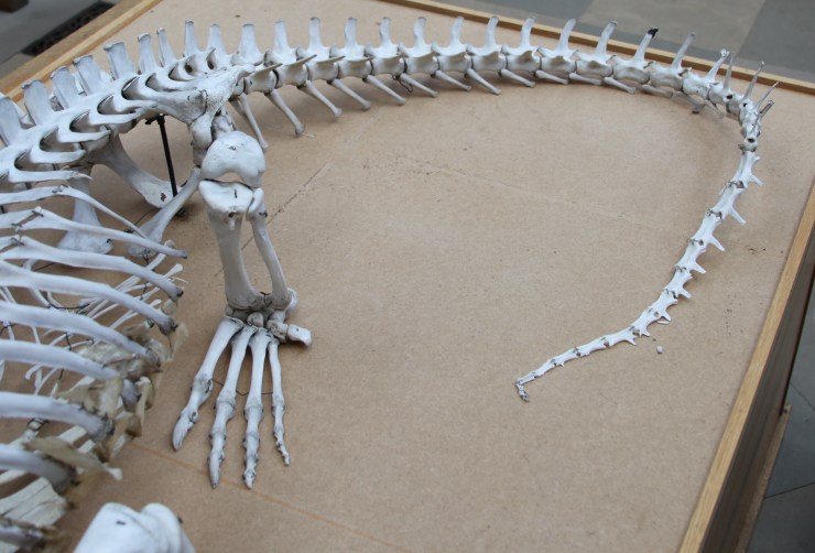 The crocodile's tail before Nicola worked her magic