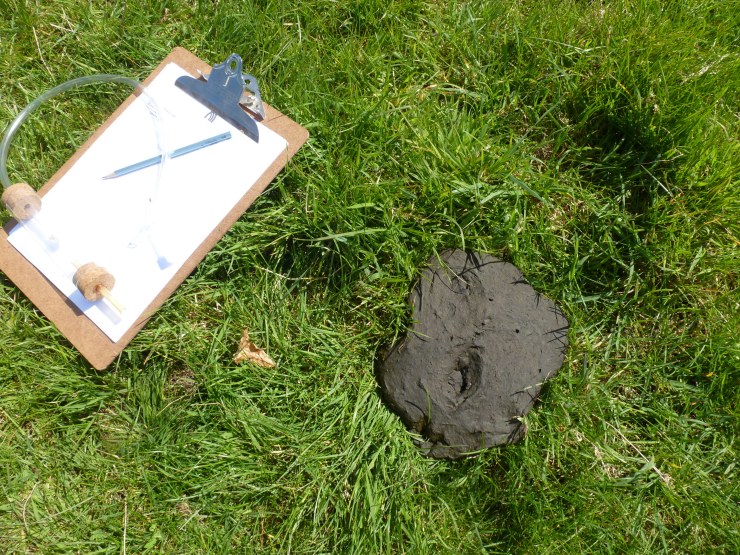 Clipboard, pooter and a cow pat!