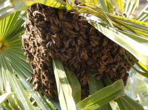 The swarm of bees gathered on a palm leaf