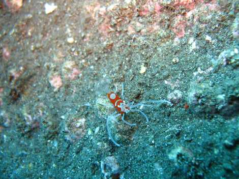 Gnathophylleptum