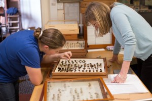 Jane and Amoret researching bee specimens