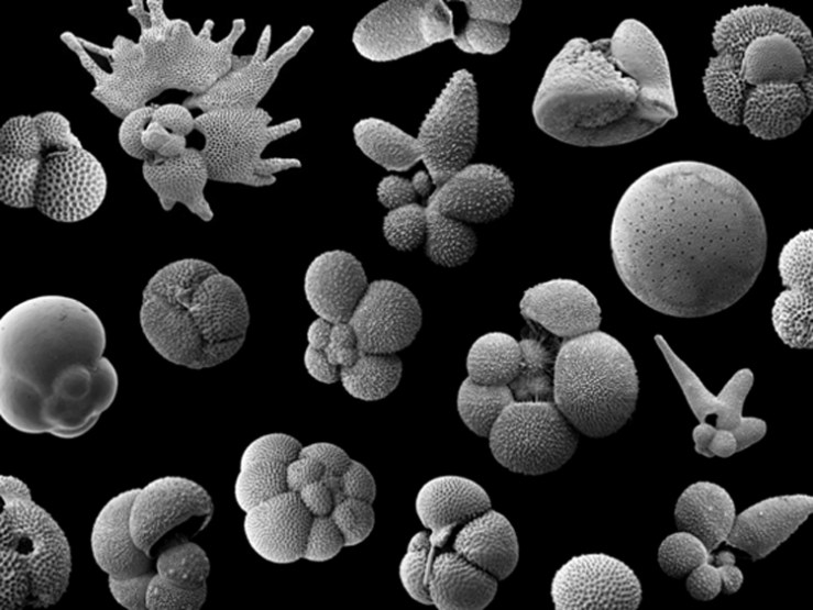 foraminifera