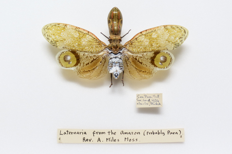 Brounut Insect Peanut-Head Bug – More Than A Dodo