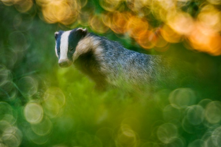 Badger dream scene Copyright: Marc Steichen