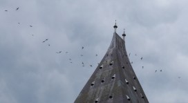 Image: (c) Mark Garrett