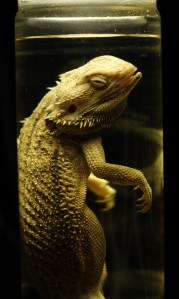 Bearded dragon. Image copyright: Rose Parkin