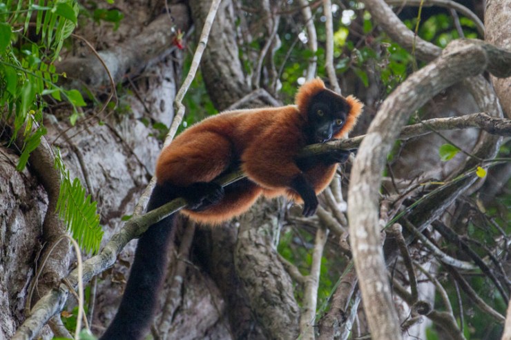 Red Ruffed Lemur