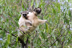 Verreaux Sifaka