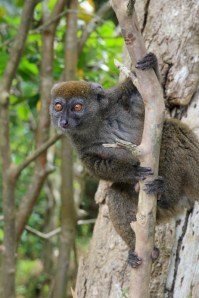 The ‘Bandro’, or Bamboo Lemur