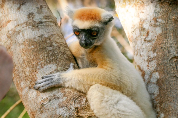 Golden Crowned Lemur