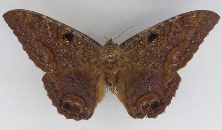 Black Witch moth (Ascalapha odorata)