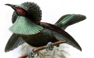 CraspedophoraKeulemans crop