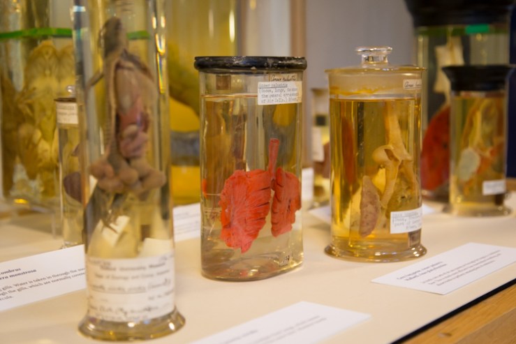 Lungs of a lizard, goose and duck.