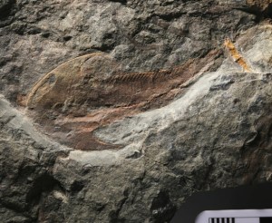An osteostracan from the Lower Devonian of Wales with a semi-circular head shield (left). The specimen is about 6 cm long from head to tail.