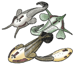 Image credit: Philippe Janvier 