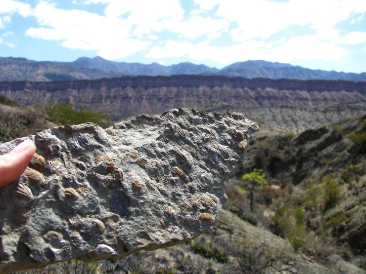 Photo 5 Argentina brachiopods