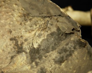 Dirt build-up on the underside of the shell