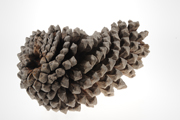 Michoacan Pine cone
