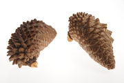 Narrowcone pine cone