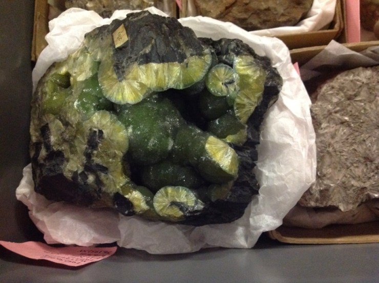 Aphodius sphacelatus