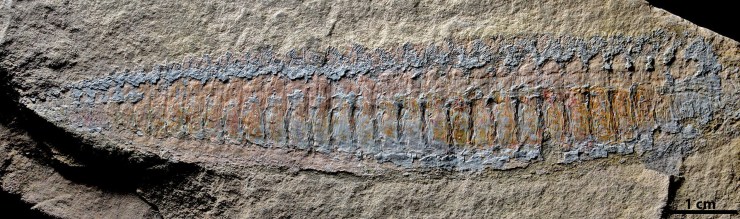 Cambrian muscle worm