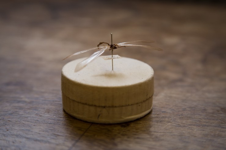 Ant lion, family Myrmeleontidae