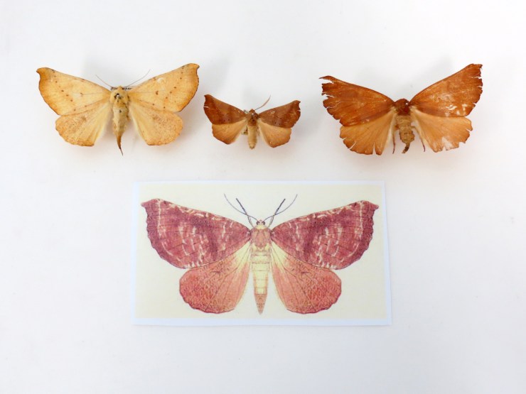 Kona Giant Looper Moth