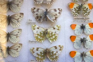 oldest_insect_on_a_pin