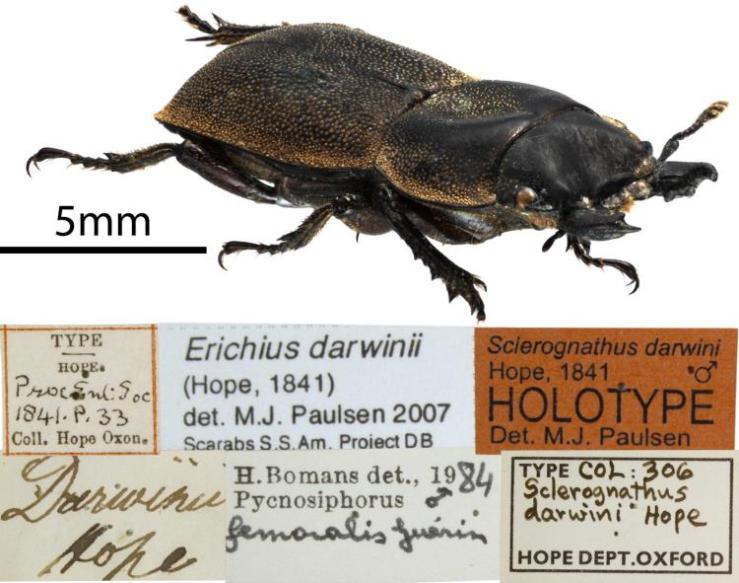 Dorcus darwinii Hope, 1841 “The above insect I have lately received from Chili. It is named in honour of Charles Darwin, Esq., who has greatly contributed to our acquaintance with the Entomology of Valparaiso, Chili, and other parts of the South American continent.” Hope, F.W. 1843. On some nondescript Lamellicorn Beetles Transactions of the Royal Entomological Society of London 3(4): 279–283. 