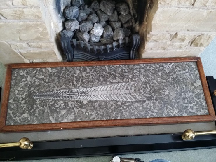 The donated nautiloid fossil in its original location in the family home