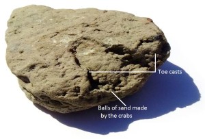Natural cast of a footprint resembling the form of an ostrich foot from the Lower Greensand with ‘sand balls’. Approximately 250 mm long. Natural cast of a footprint resembling the form of an ostrich foot from the Lower Greensand with ‘sand balls’. Approximately 250 mm long.