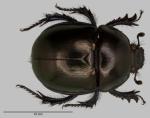 Trypocopris vernalis