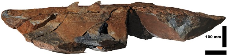 Side view of a complete Aegirocassis benmoulae fossil, showing the pointed ‘flaps’ on the animal’s back. Photograph by Peter Van Roy, Yale University.