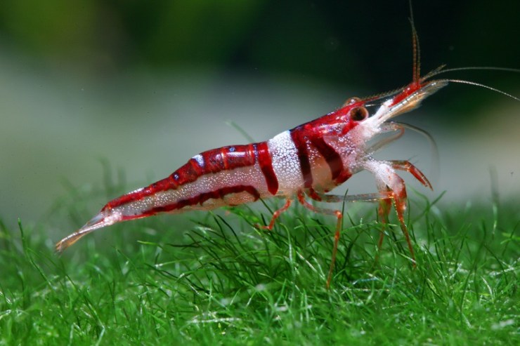 Caridina woltereckae, endemic to Lake Towuti (Sulawesi), currently under threat due to overharvesting for the aquarium trade, pollution and invasive fish species. Photo: C Lukhaup
