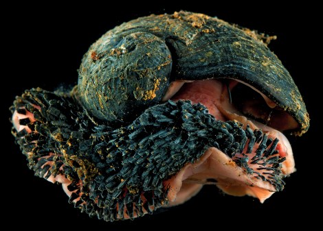 A specimen of Chrysomallon squamiferum photographed live (Photo: David Shale)