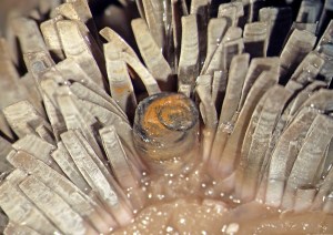 Close-up of the scales, also showing the reduced operculum in middle