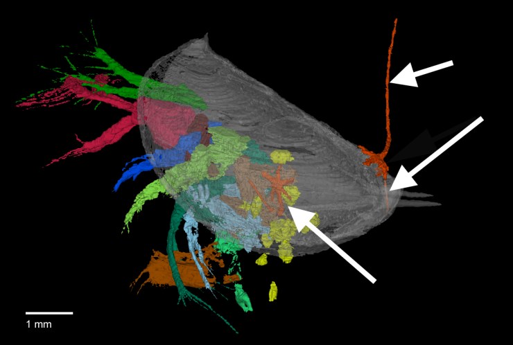 Digital reconstruction Nymphatelina gravida (with shell rendered semi-transparent). The arrows indicate the 3 specimens of the parasite Invavita piratica (artificially coloured orange) – 2 external overlapping specimens attached to the shell and 1 internal parasite near the eggs (yellow) of the ostracod.