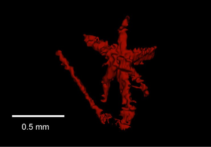 Digital reconstruction of fossil pentastomid, Invavita piratica