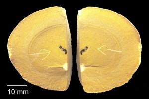 Nodule split and ready for investigation