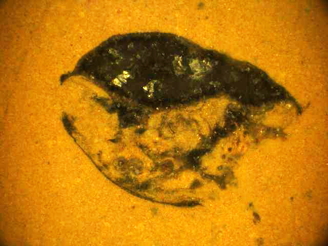 The ostracod Nymphatelina gravida before digital reconstruction