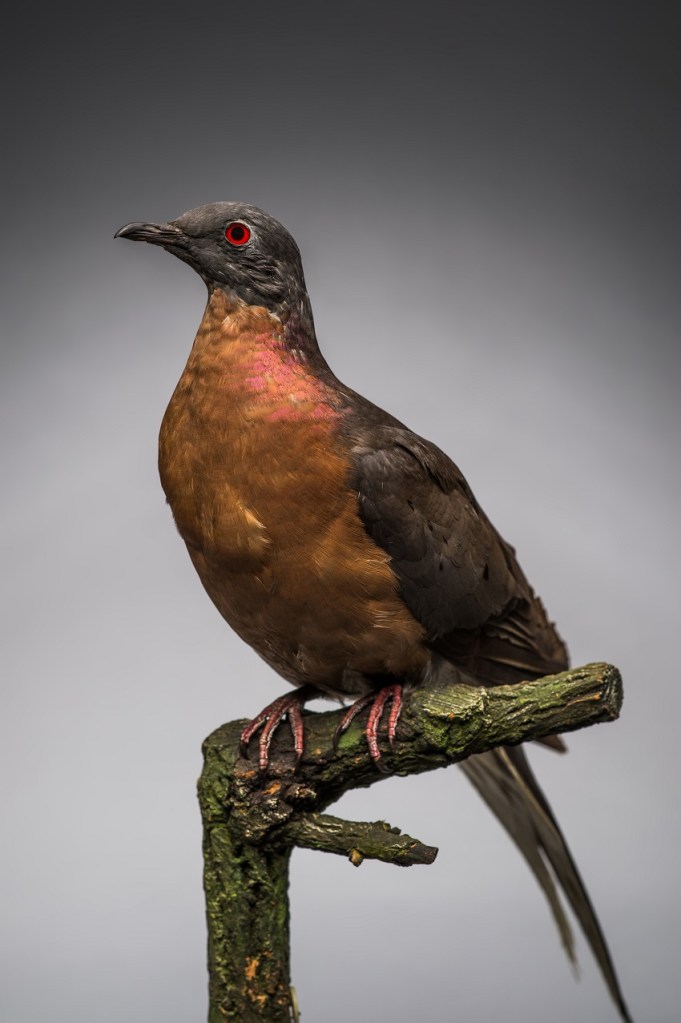 RAMM passenger pigeon 850px