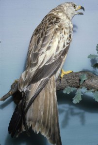 Red Kite Portinscale 1840